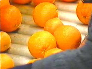 naranjas (10)  ALIMENTOS MERCADO